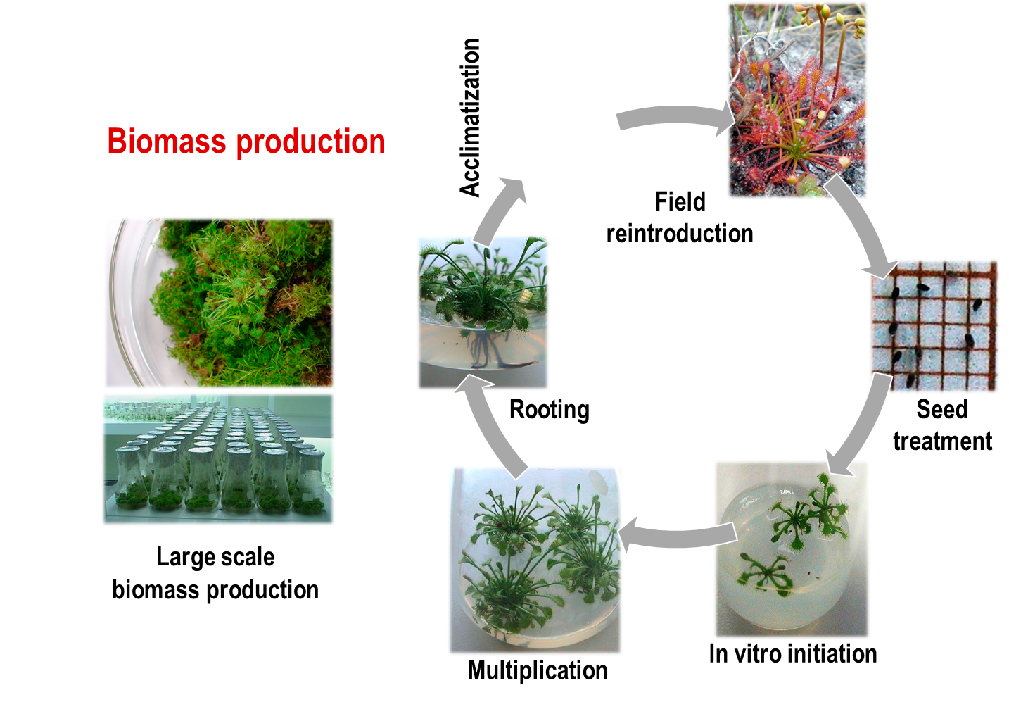 In vitro propagation plants